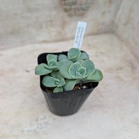 アリエル綴化 エケベリア カット苗 | 多肉植物カット苗の通販