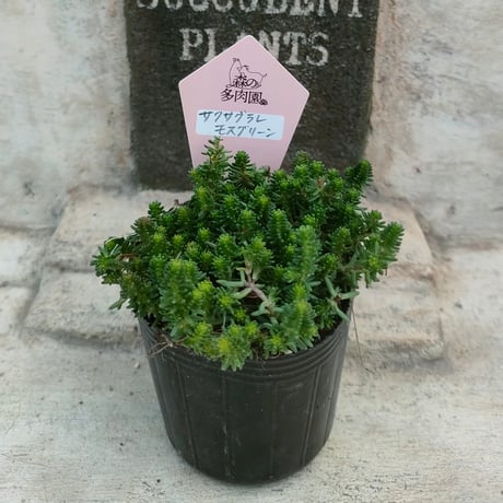 商品一覧 | 多肉植物カット苗の通販 | エケベリア(韓国苗)多肉植物専門