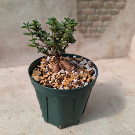 商品一覧 | 多肉植物カット苗の通販 | エケベリア(韓国苗)多肉植物専門