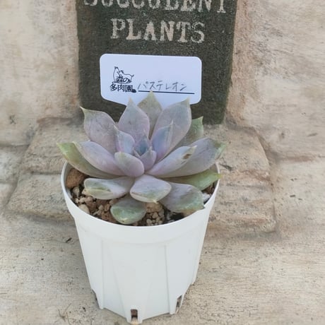 商品一覧 | 多肉植物カット苗の通販 | エケベリア(韓国苗)多肉植物専門