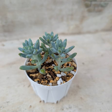 商品一覧 | 多肉植物カット苗の通販 | エケベリア(韓国苗)多肉植物専門