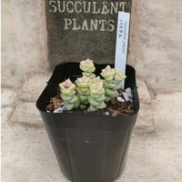 ミセスリチャード錦 エケベリア カット苗 | 多肉植物カット苗の通販