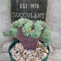 ネオンライト エケベリア カット苗 | 多肉植物カット苗の通販