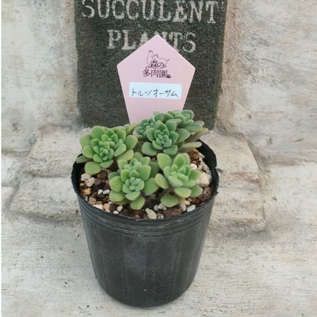 商品一覧 | 多肉植物カット苗の通販 | エケベリア(韓国苗)多肉植物専門