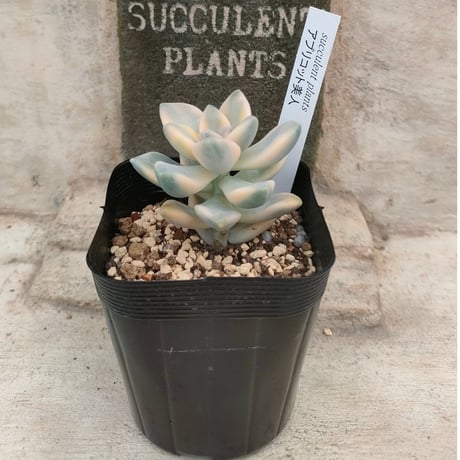 商品一覧 | 多肉植物カット苗の通販 | エケベリア(韓国苗)多肉植物専門