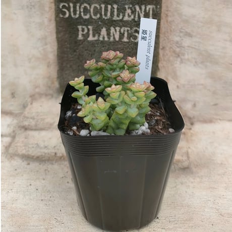 商品一覧 | 多肉植物カット苗の通販 | エケベリア(韓国苗)多肉植物専門