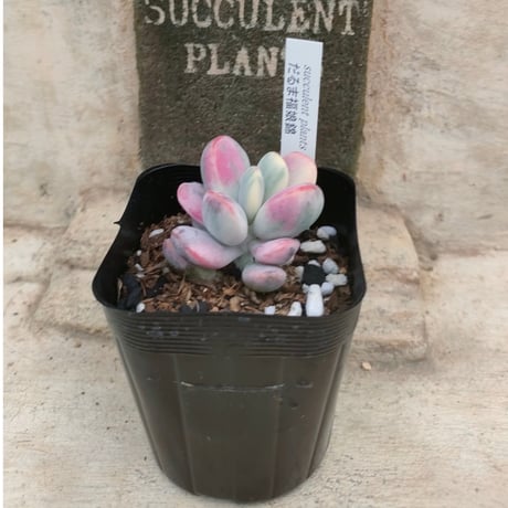 商品一覧 | 多肉植物カット苗の通販 | エケベリア(韓国苗)多肉植物専門