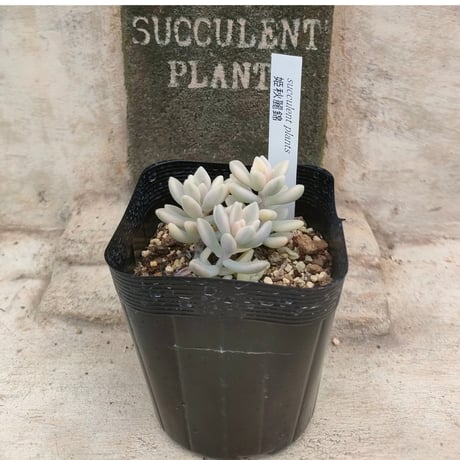 商品一覧 | 多肉植物カット苗の通販 | エケベリア(韓国苗)多肉植物専門
