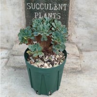 アリエル綴化 エケベリア カット苗 | 多肉植物カット苗の通販
