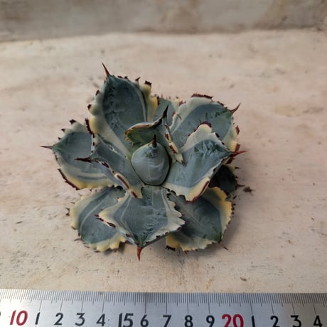 商品一覧 | 多肉植物カット苗の通販 | エケベリア(韓国苗)多肉植物専門