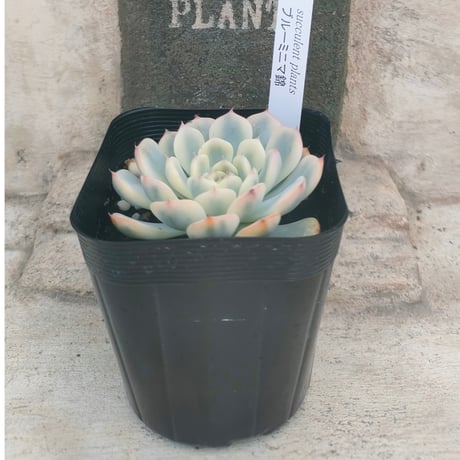 商品一覧 | 多肉植物カット苗の通販 | エケベリア(韓国苗)多肉植物専門
