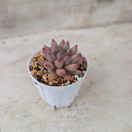 商品一覧 | 多肉植物カット苗の通販 | エケベリア(韓国苗)多肉植物専門
