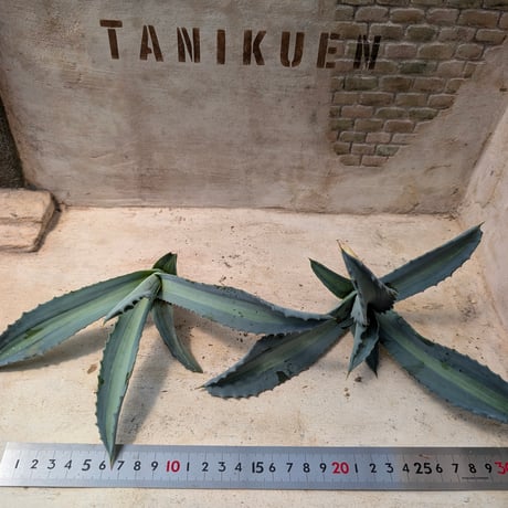 商品一覧 | 多肉植物カット苗の通販 | エケベリア(韓国苗)多肉植物専門