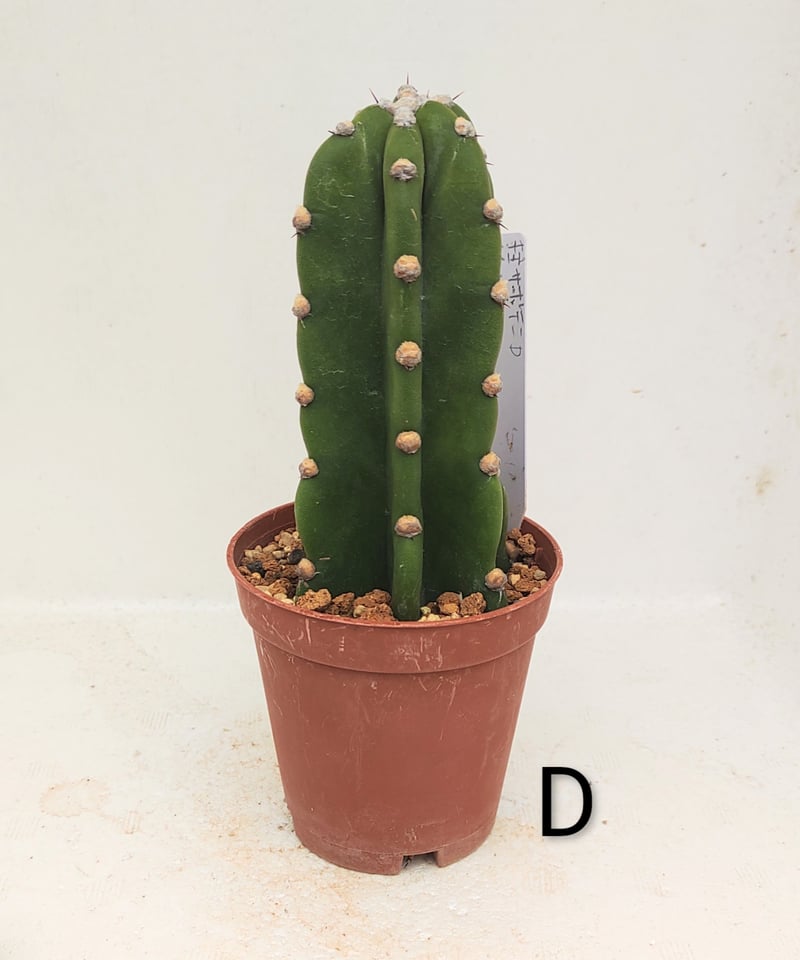 柱サボテン | toA Succulent