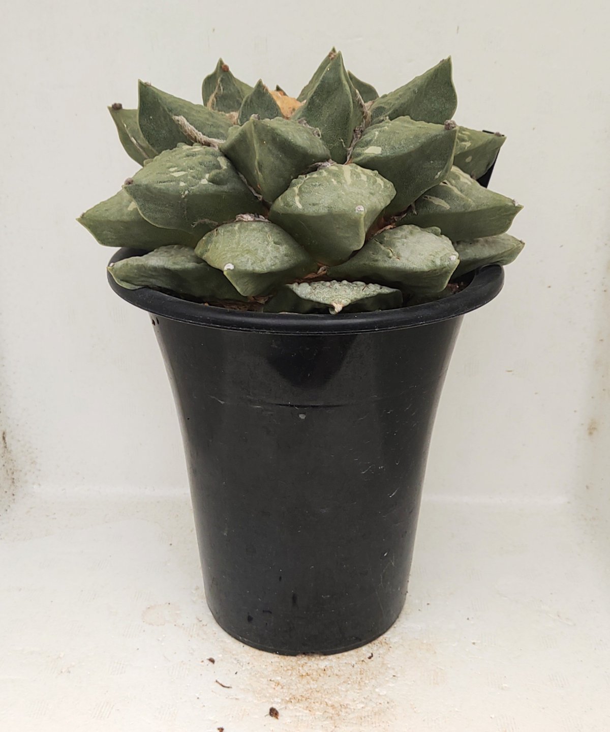 シワ玉牡丹 ロイヤル玉牡丹しわ サボテン | toA Succulent