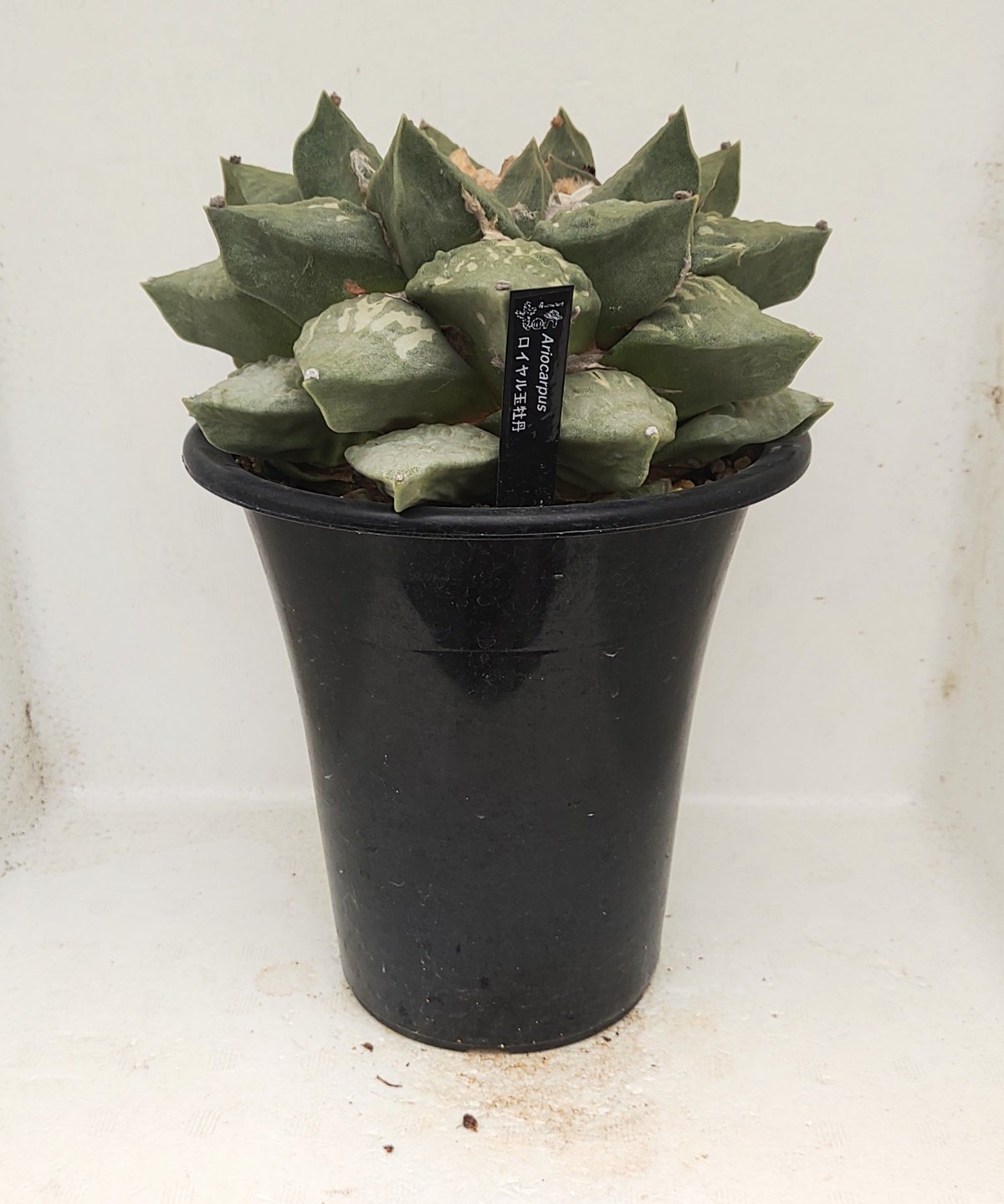 シワ玉牡丹 ロイヤル玉牡丹しわ サボテン | toA Succulent