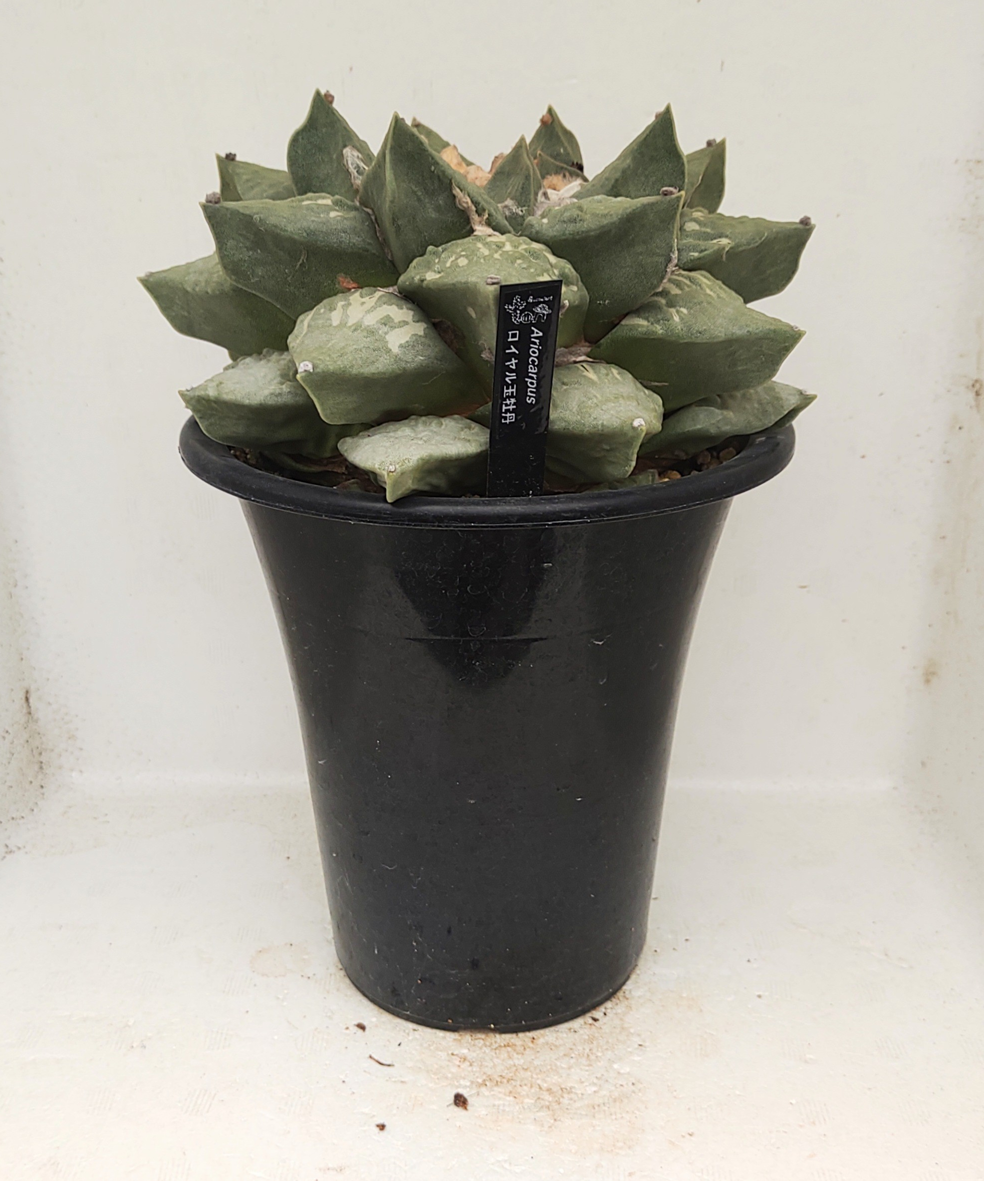 シワ玉牡丹 ロイヤル玉牡丹しわ サボテン | toA Succulent