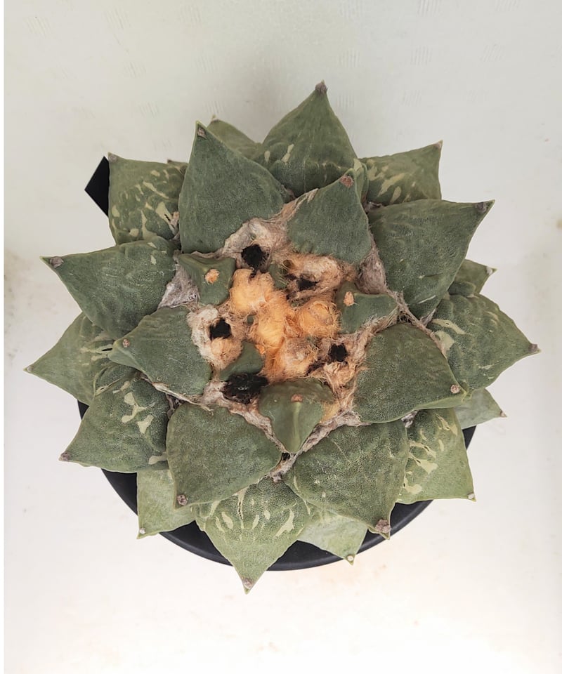 ロイヤル玉牡丹しわ サボテン | toA Succulent