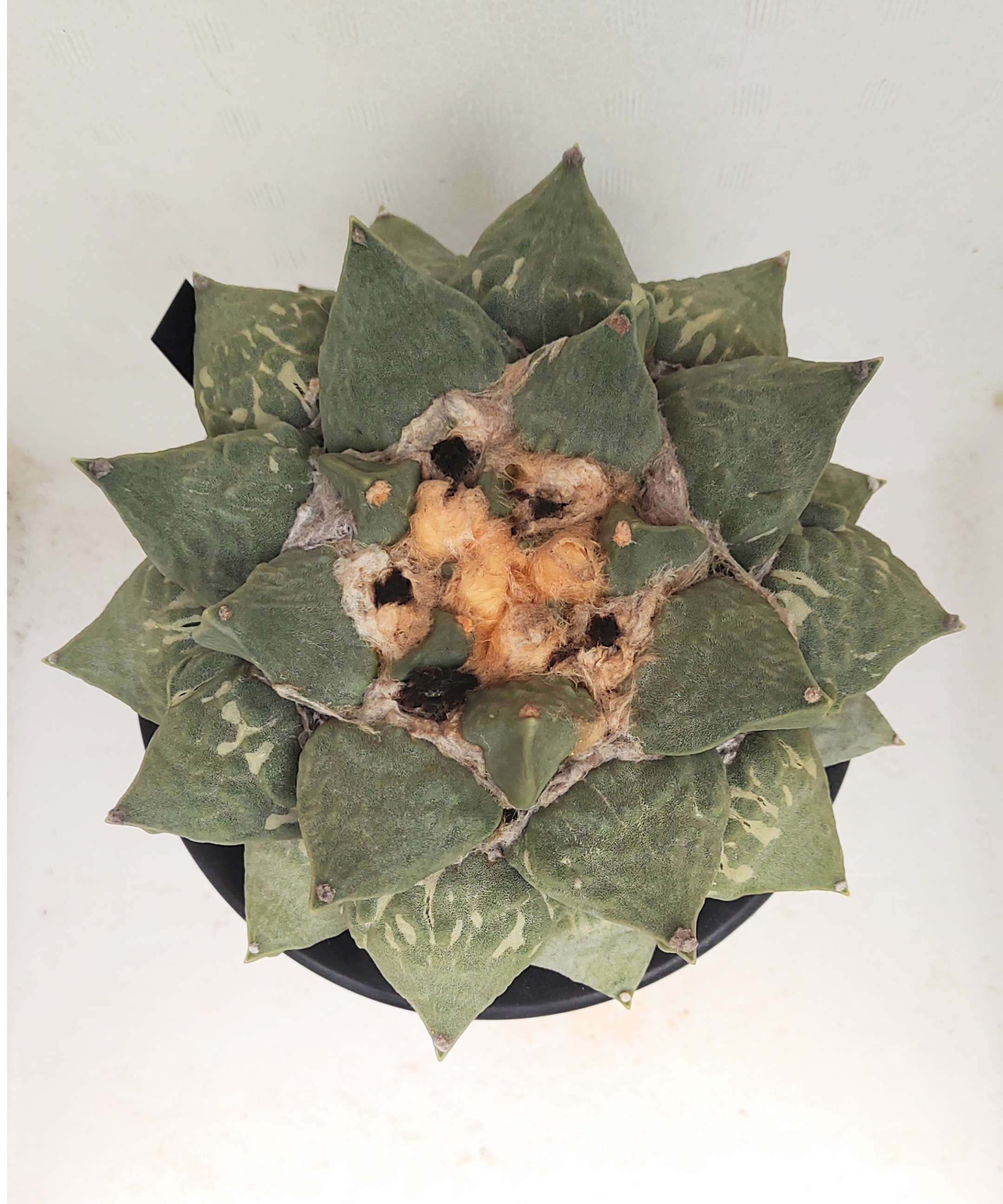 ロイヤル玉牡丹しわ サボテン | toA Succulent