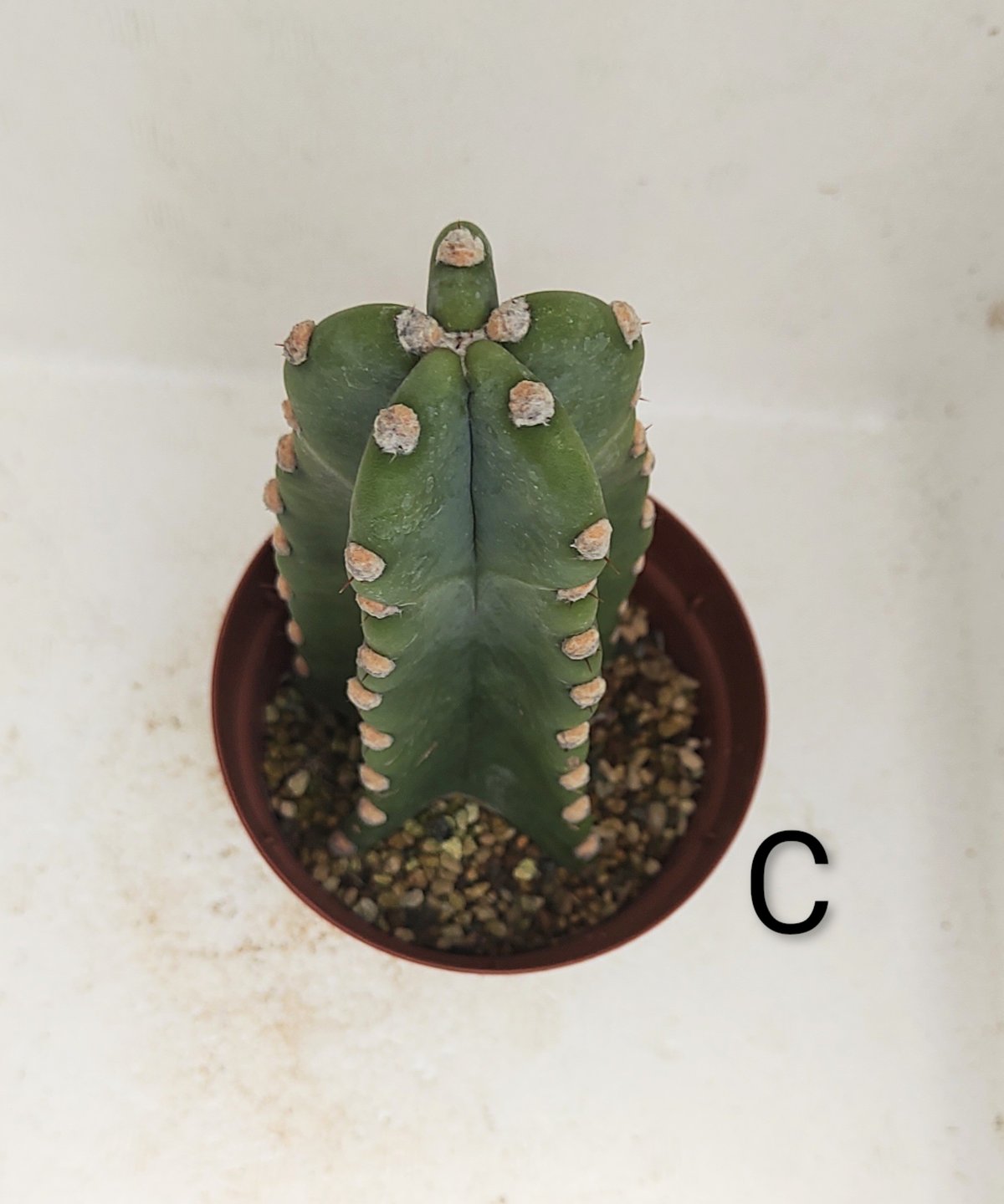 柱サボテン | toA Succulent