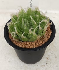 ボルシー　ハオルチア