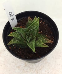 鬼瓦　ハオルチア