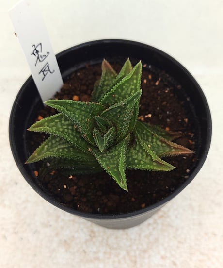 ITEM | toA Succulent