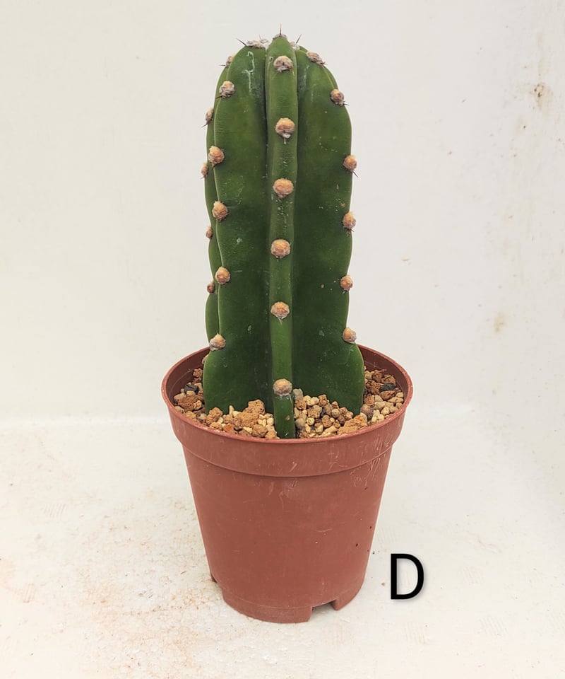 柱サボテン | toA Succulent