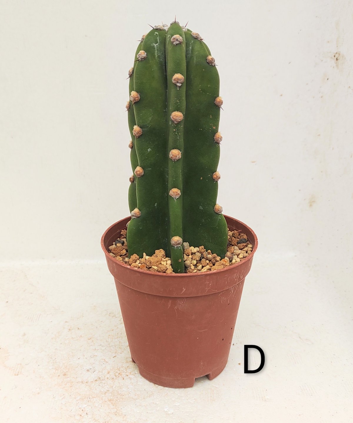 柱サボテン 柱サボテン | toA Succulent