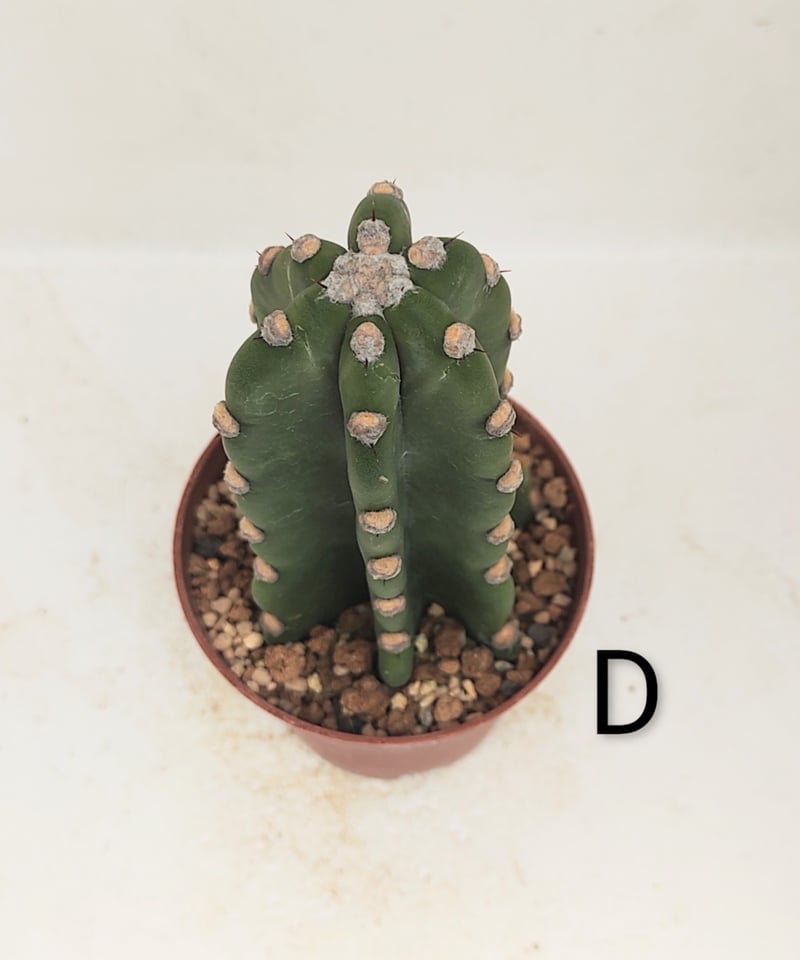 サボテン 柱サボテン | toA Succulent