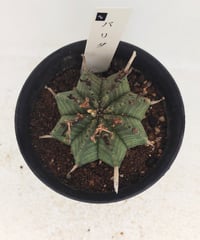 バリダ ♂　ユーフォルビア