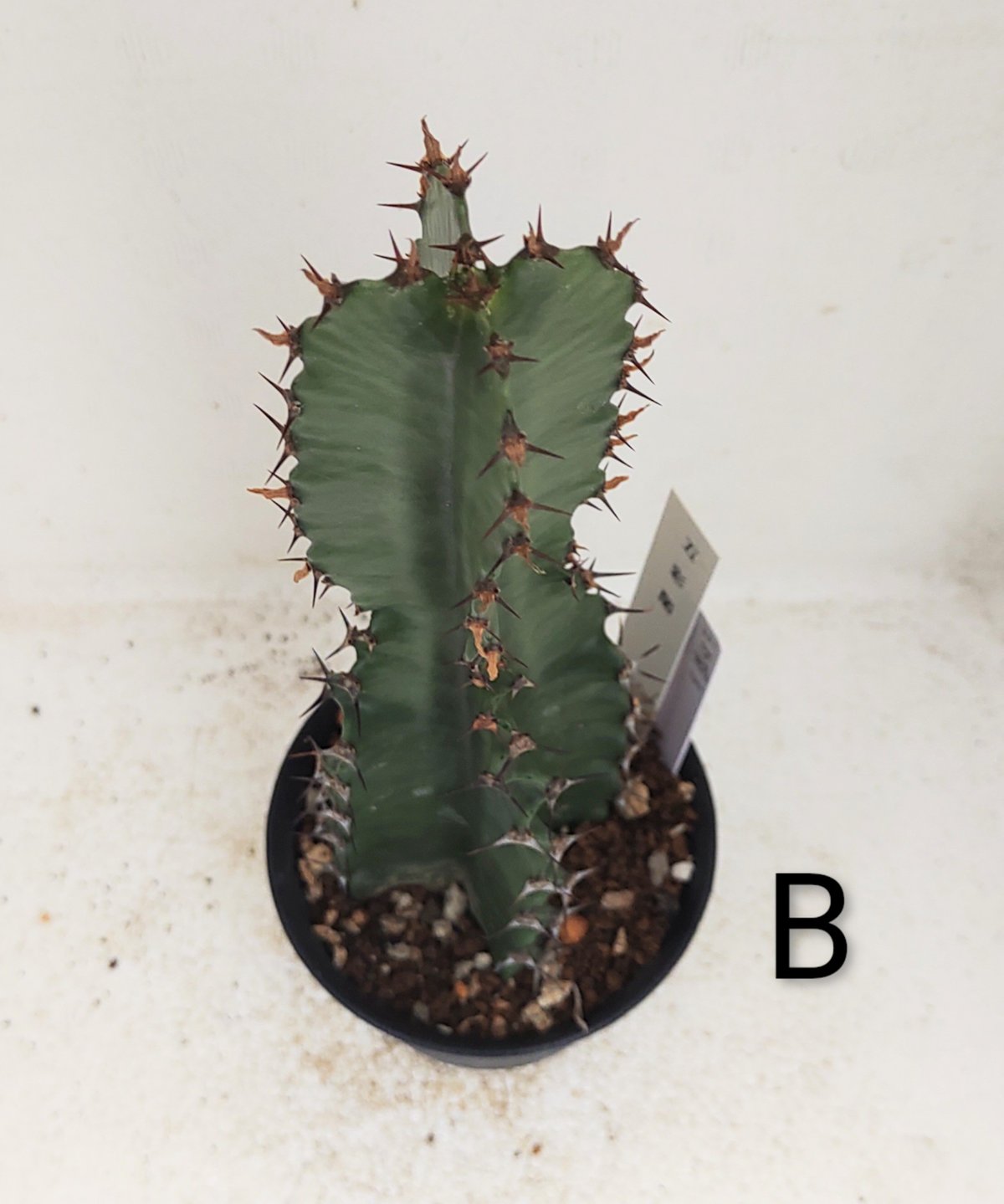 五彩閣 ユーフォルビア | toA Succulent