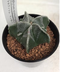 ロイヤル玉牡丹しわ サボテン | toA Succulent