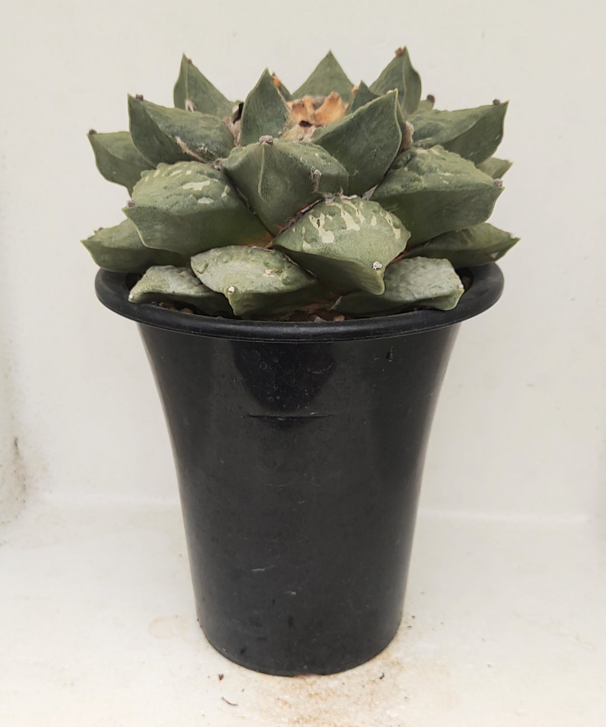 シワ玉牡丹 ロイヤル玉牡丹しわ サボテン | toA Succulent