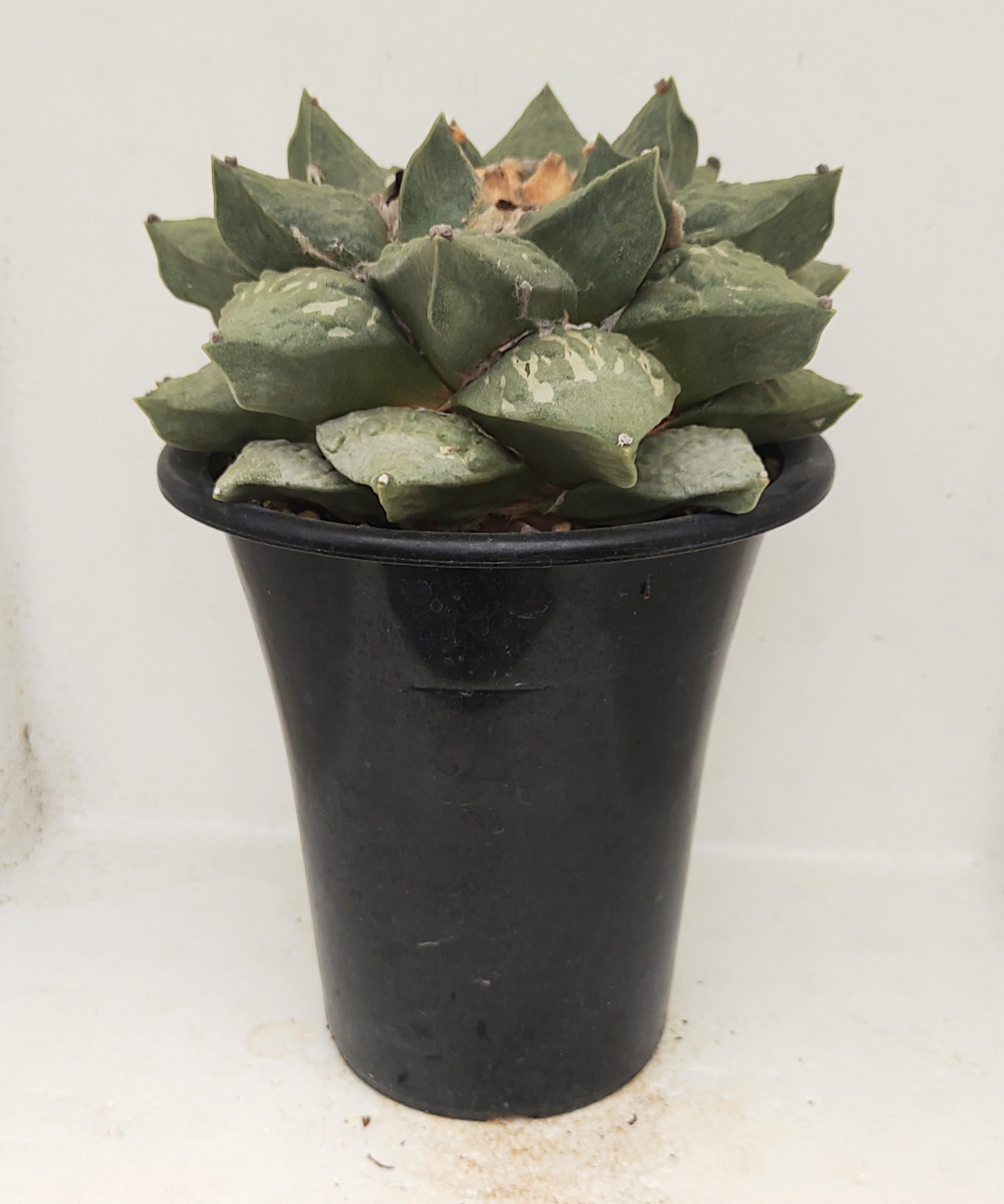 シワ玉牡丹 ロイヤル玉牡丹しわ サボテン | toA Succulent
