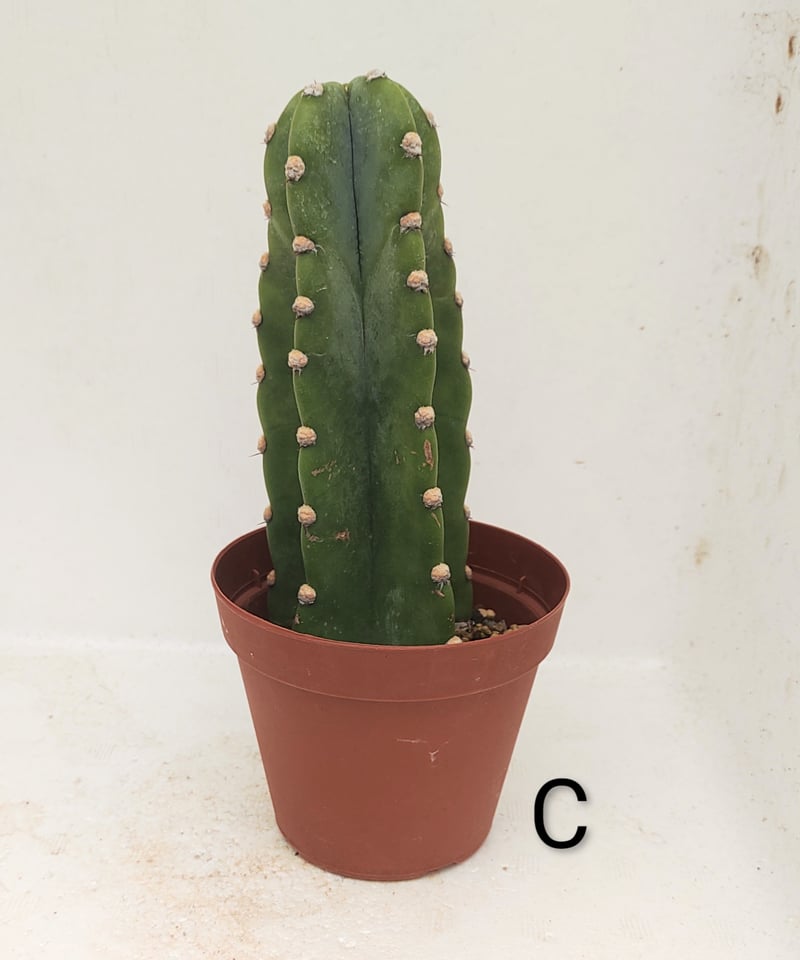 柱サボテン | toA Succulent
