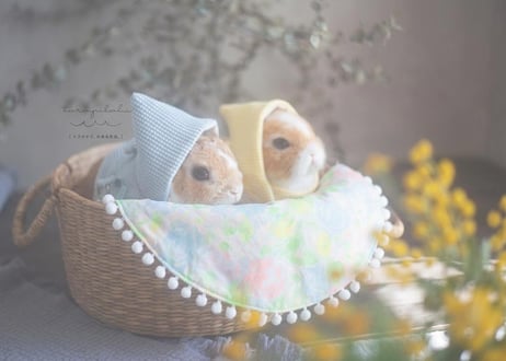 うさぎとぶらんけっと花畑[ホッとうさぎ付]