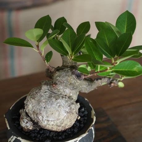 ［35］イモガジュマル Ficus microcarpa ×  沼野秀章 作「 黒二白 」5号鉢 笠間焼