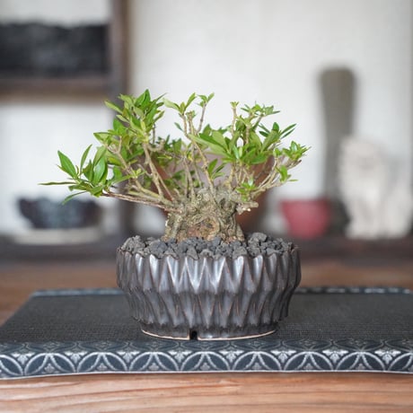 ［14］クチナシ 梔子 Cape Jasmine  × 中野明彦 作「 KIRIKO 」4号鉢 笠間焼
