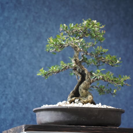 ［04］妖艶ハリツルマサキ ［現地名 : マッコウ］Gymnosporia diversifolia