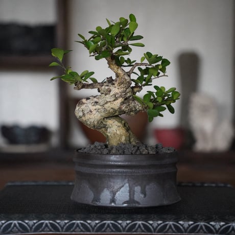 ［09］美幹ハリツルマサキ Gymnosporia diversifolia × 磯部祐介「 盆 -bon- 」4号鉢 笠間焼