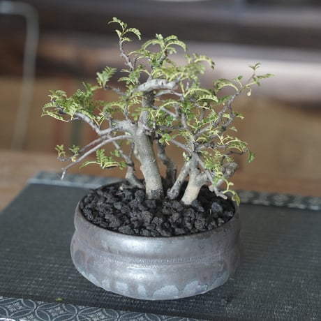 ［07］株立ち磯山椒  × 磯部祐介「 盆 」4号鉢 笠間焼