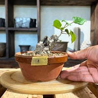 ［01］オオハマボウ 4号鉢