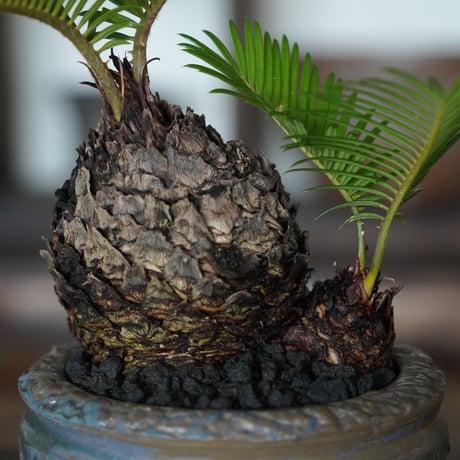 ［45］丸ソテツ Cycas revoluta × 萬古焼 刷毛目 盆栽鉢