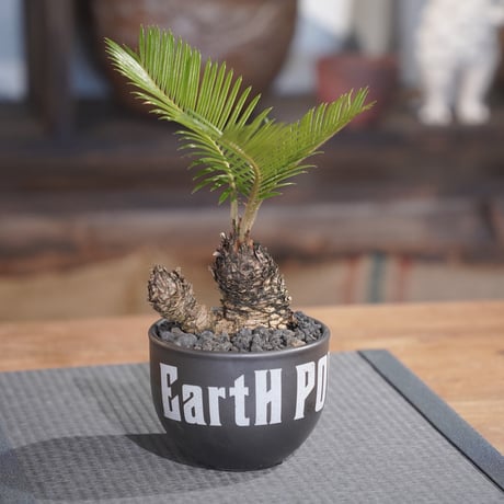 ［47］ミニソテツ × ［EartH POWER］GOODDAYS ORIGINAL POT / BLACK