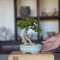 ［06］根上がりハリツルマサキ Gymnosporia diversifolia × 碧飴切立長方盆栽鉢 4号