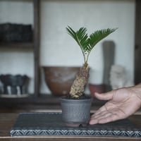 ［09］ミニソテツ × 與那嶺大輔 作「 琉球唐草 」2.5号 やちむん