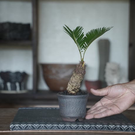 ［09］ミニソテツ × 與那嶺大輔 作「 琉球唐草 」2.5号 やちむん