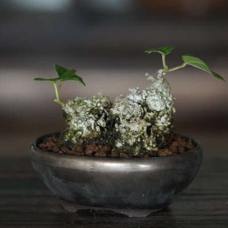 ［40］ミニイボオオハマボウ × BRONZE MAME POT