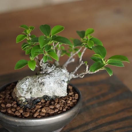［36］ミニイモ小葉ガジュマル Ficus microcarpa ×  BRONZE MAME POT